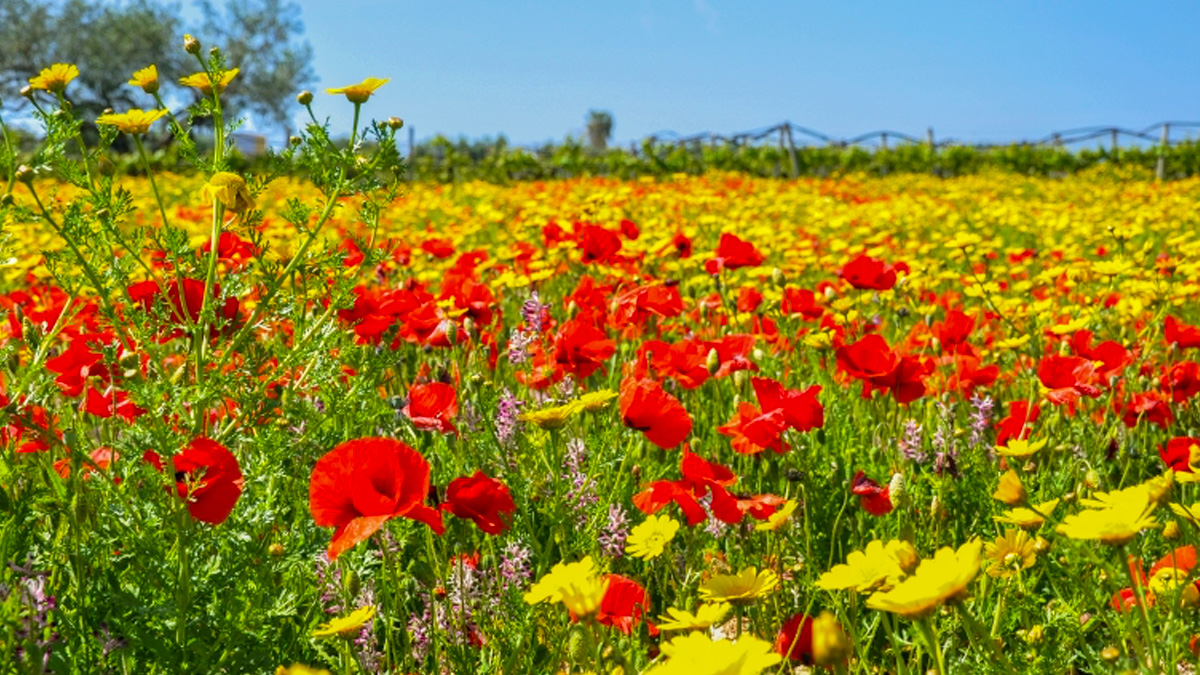 Meteo, temperature in ribasso: presto torna la primavera. Ecco quanto durerà