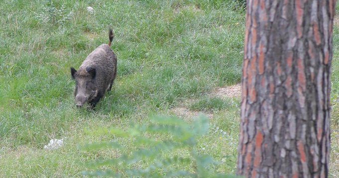 Roma, donna 44enne aggredita da 8 cinghiali: è grave