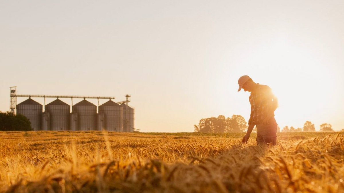 grano-ucraina Ucraina, il prezzo del grano alle stelle: + 5%. L'India potrebbe rivedere il blocco dell'export