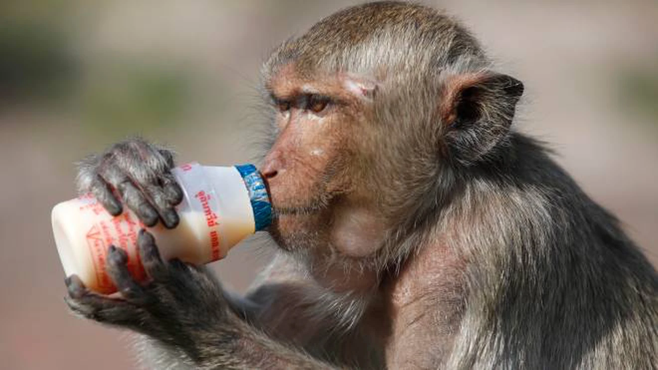 Vaiolo delle scimmie, il parere degli esperti: Bassetti, Gismondo e Pregliasco parlano del nuovo virus