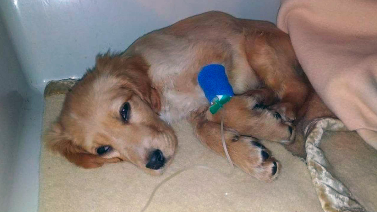 calippo-cane-enpa La storia di Calippo e della coppia che l'ha abbandonato: una sentenza storica li ha condannati