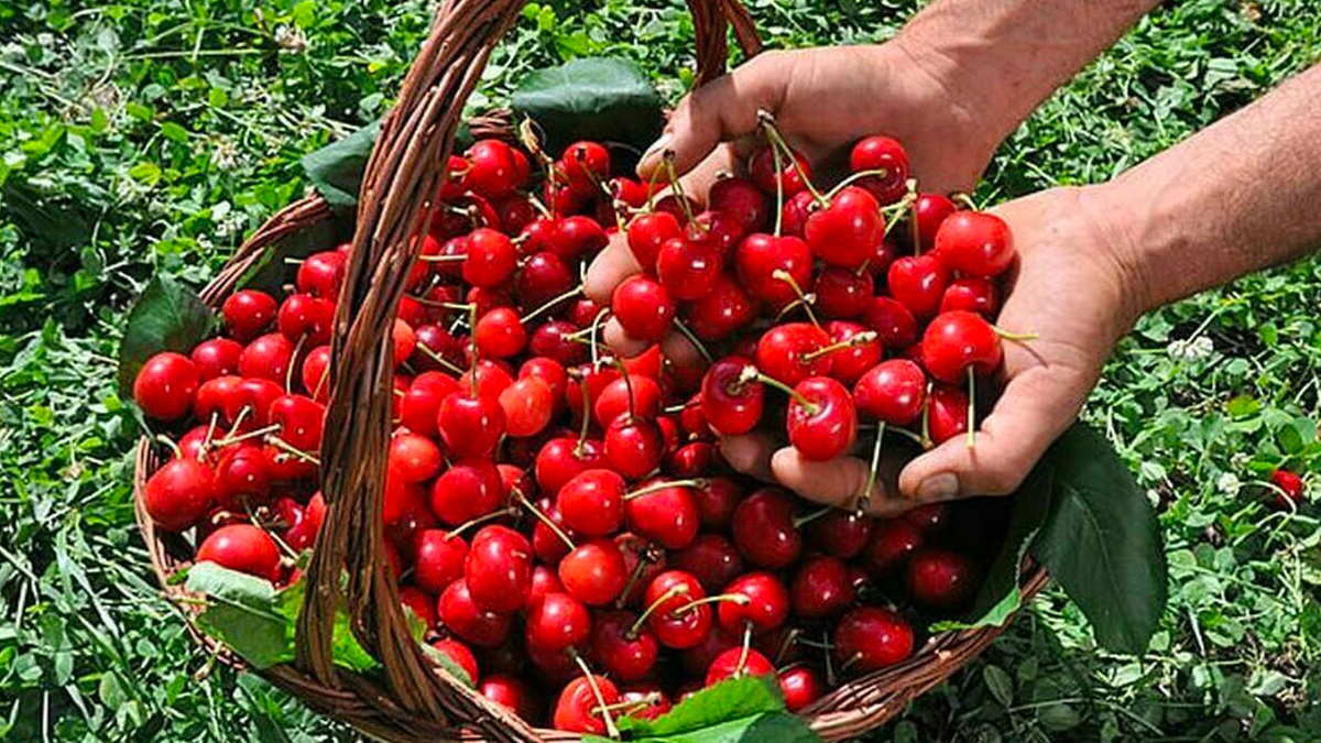 Caldo record, la frutta si brucia sugli alberi: i raccolti in calo del 15%