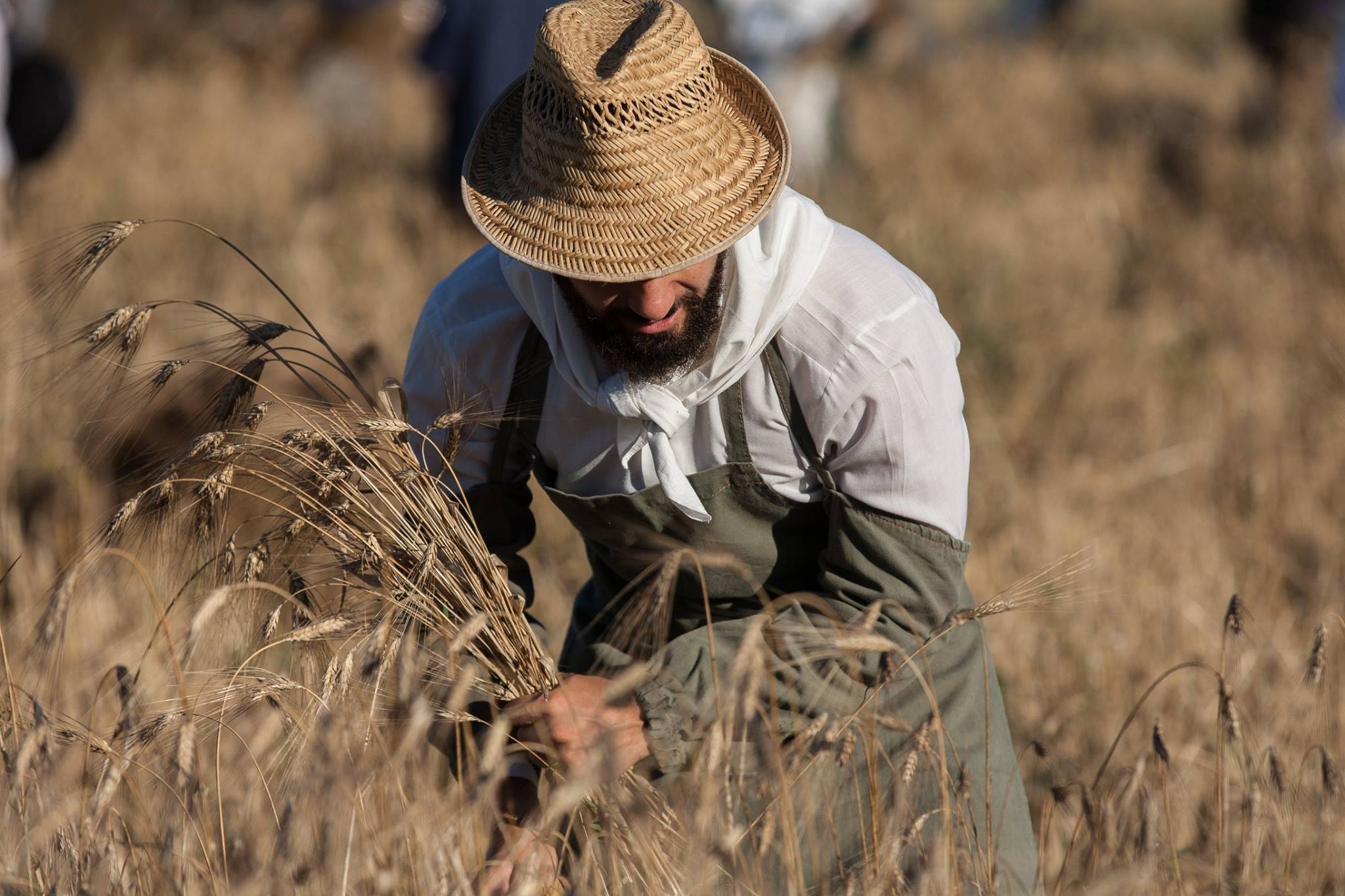 Emergenza grano, allarme della Coldiretti: prezzo aumentato del 6,6% in un giorno