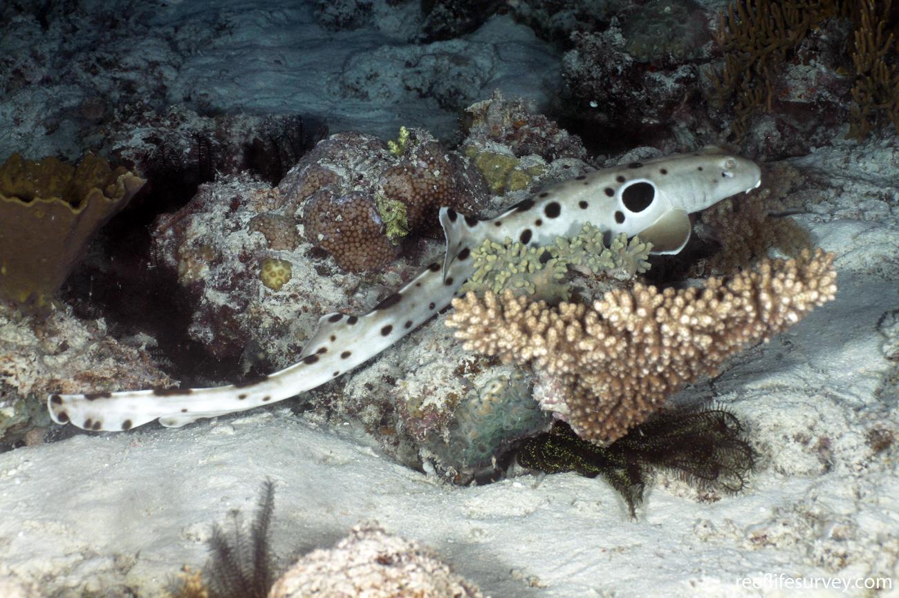 Riscaldamento degli Oceani: gli squali hanno sviluppato la capacità di spostarsi sulla terra ferma