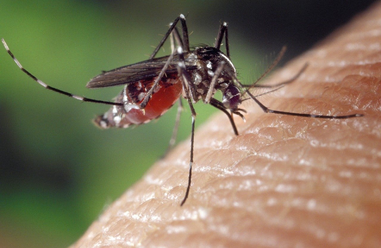 Per la prima volta zanzare in Islanda: il riscaldamento globale rende il paese più ospitale per gli insetti