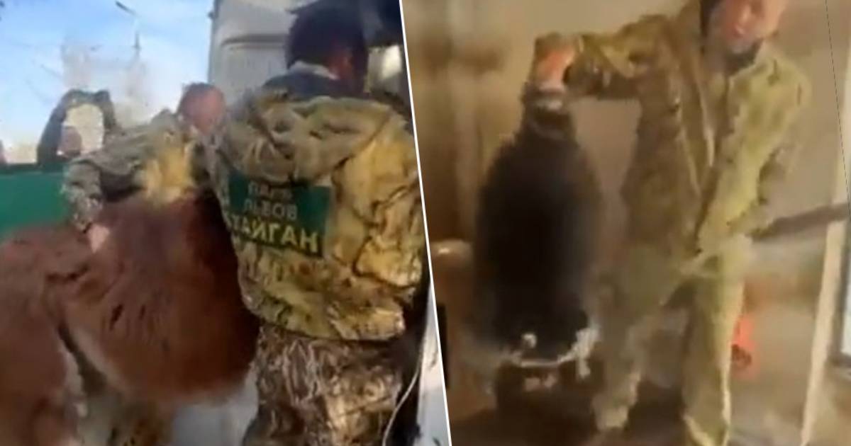 download I russi in ritirata rubano un procione dallo zoo di Kherson. Gli ucraini: "Ridatecelo, in cambio 10 prigionieri"