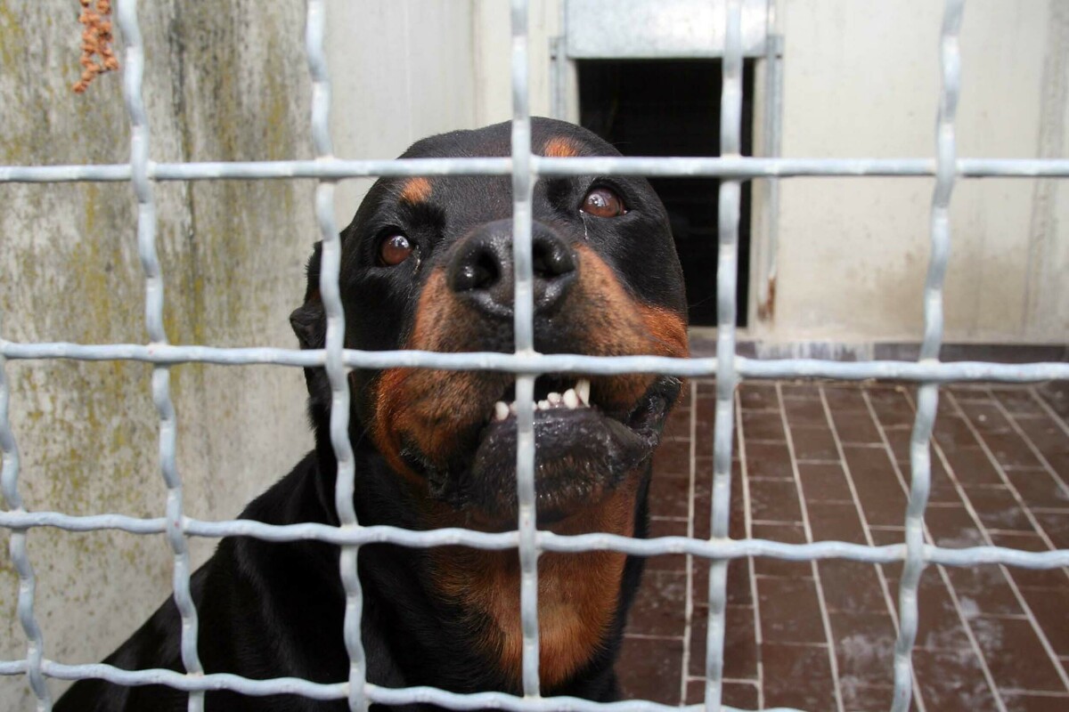 Donna muore sbranata dai suoi due rottweiler