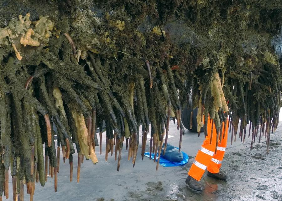 Un fungo pericoloso sta bloccando 800 passeggeri su una crociera da giorni