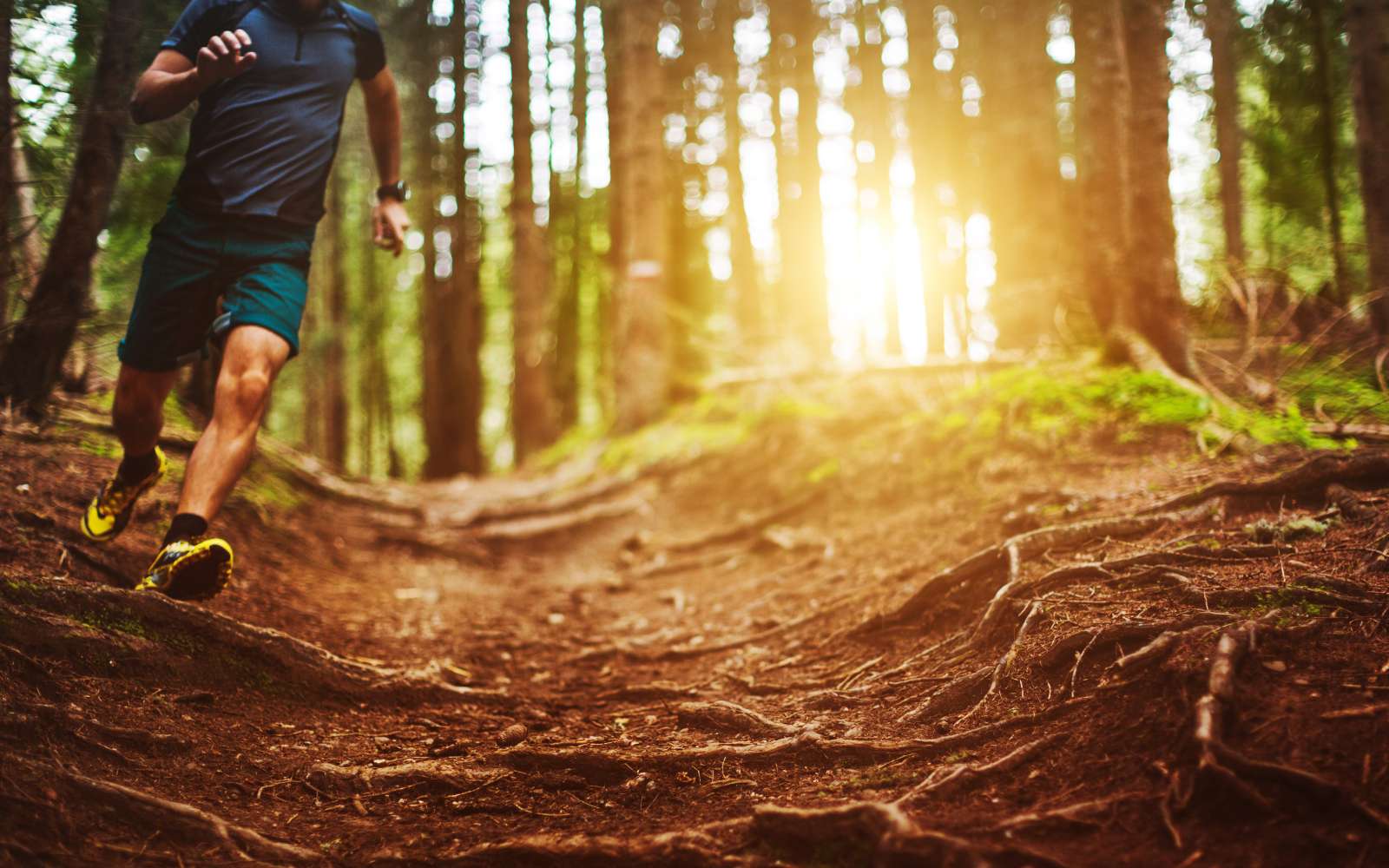 Runner morto nel bosco, a ucciderlo potrebbe essere stato un animale selvatico