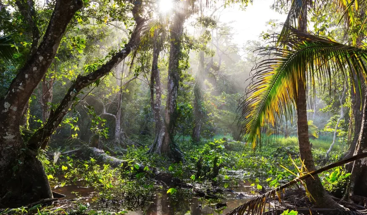 Cambiamenti climatici incontrollati: grave siccità in Amazzonia