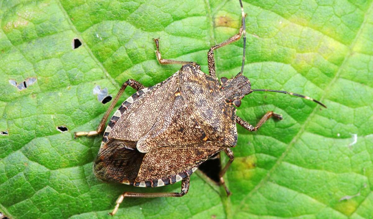 Clima: con le temperature alte aumenta l'arrivo di specie aliene in Italia