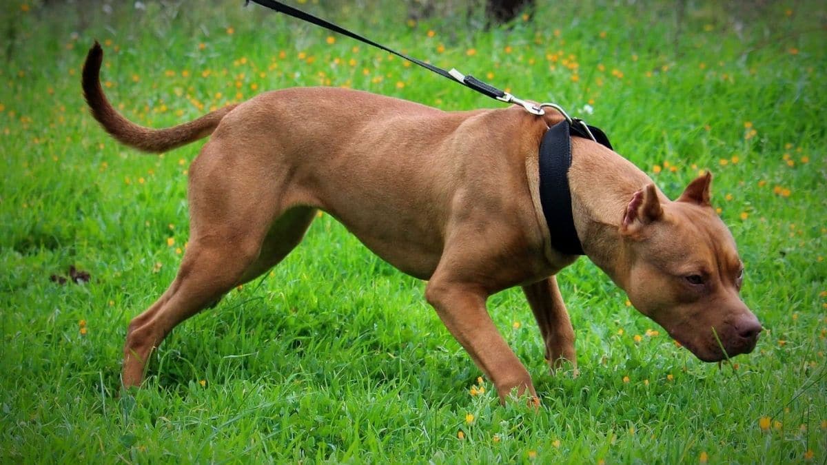 Bimbo di cinque mesi è morto azzannato da un pitbull