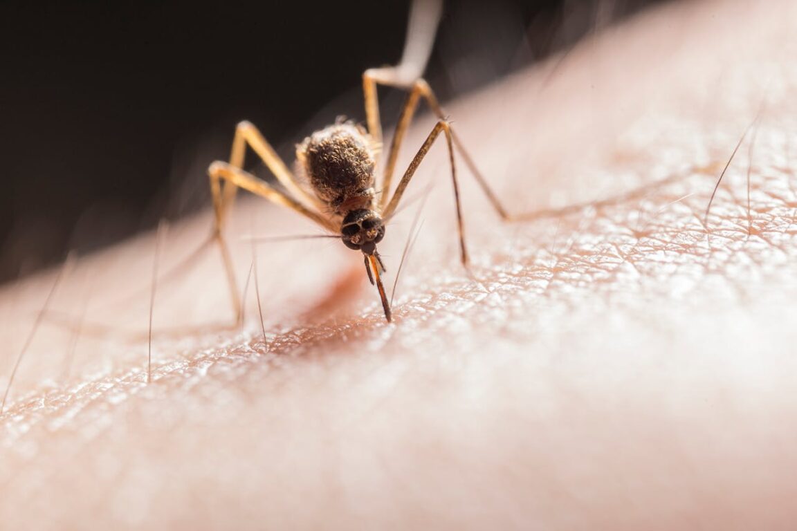 La zanzara portatrice della malaria è riapparsa in Italia
