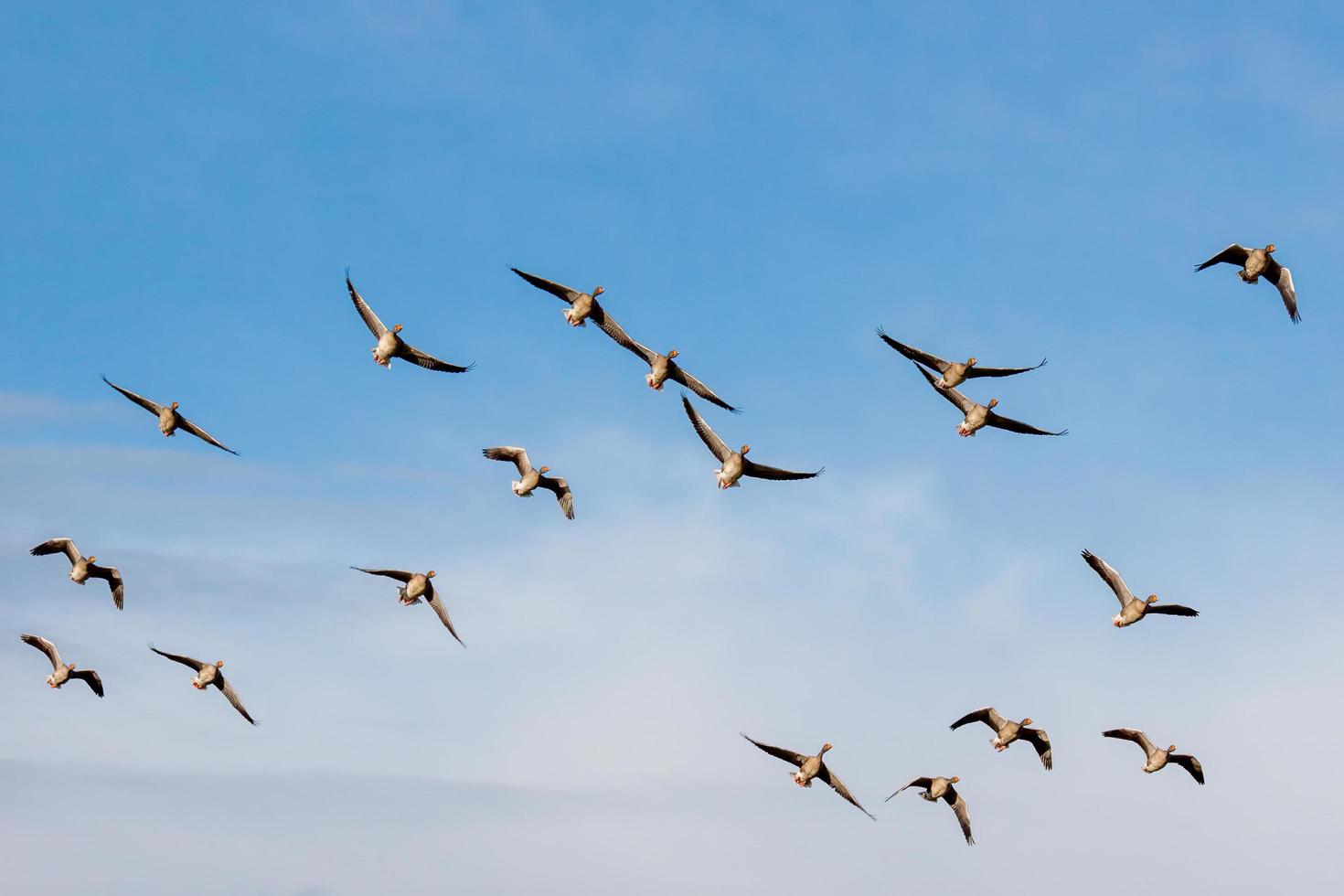 500 specie di uccelli a rischio estinzione nei prossimi 100 anni