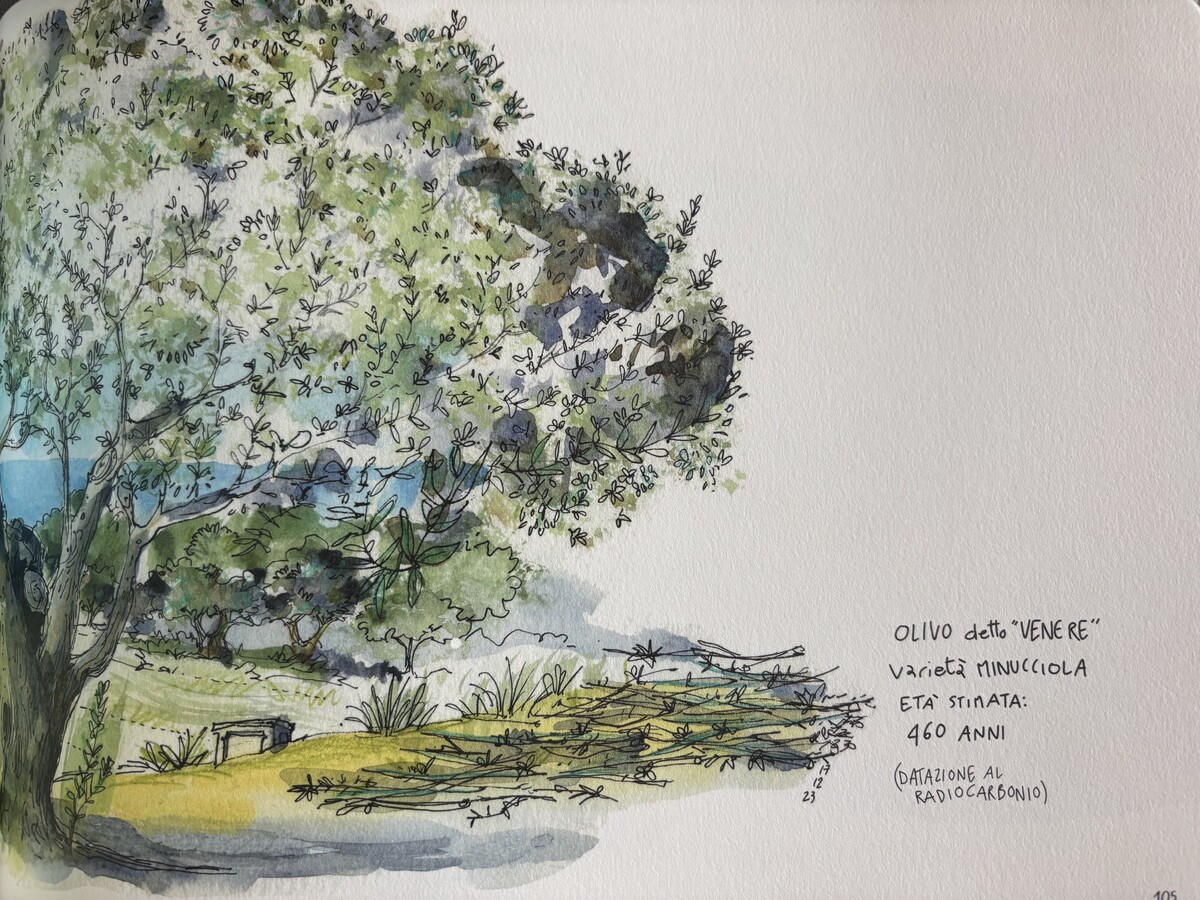 "Gli Olivi di Capri": il reportage illustrato che reinventa Capri