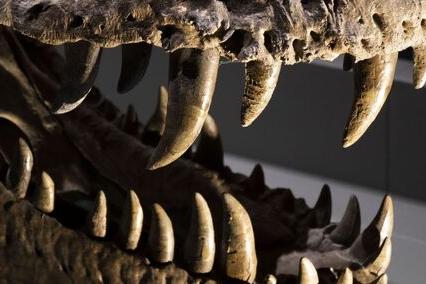 L'aria della preistoria ricostruita grazie ai denti di dinosauro