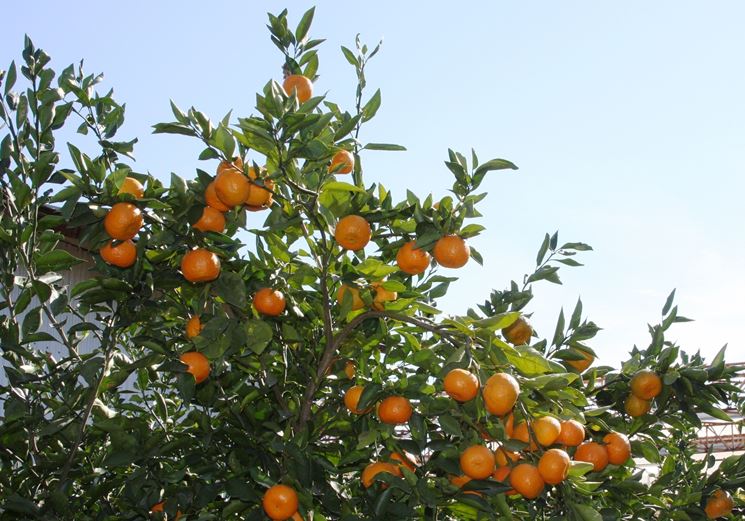 Un viaggio tra storia e mito alla scoperta degli agrumi italiani, tesoro di biodiversità e bellezza paesaggistica
