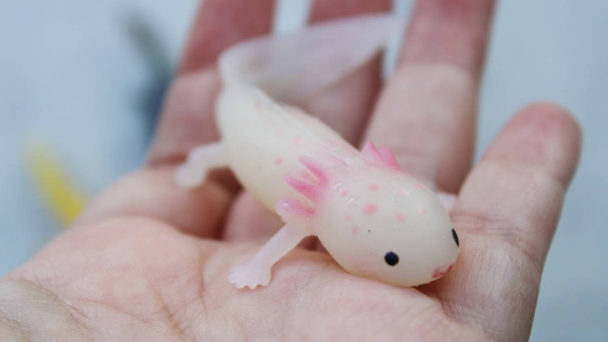 piccolo_di_axolotl_in_mano Dai laboratori di Harvard una nuova via per la rigenerazione dei tessuti