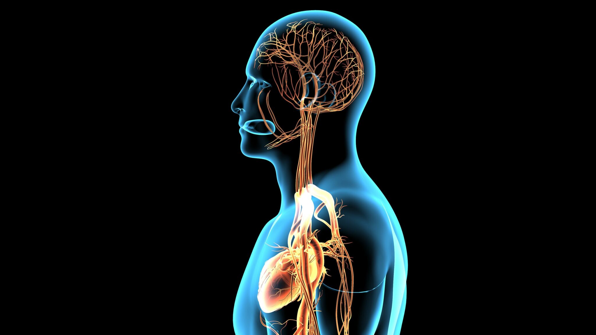 IMG_1154 Nasce l’atlante digitale del corpo umano: organi esplorabili in 3D