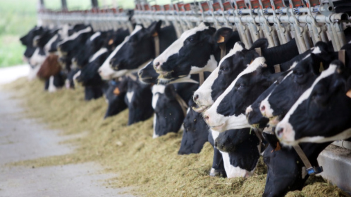 135107978-2 Pianura Padana, gli allevamenti intensivi tra le principali cause dell'inquinamento